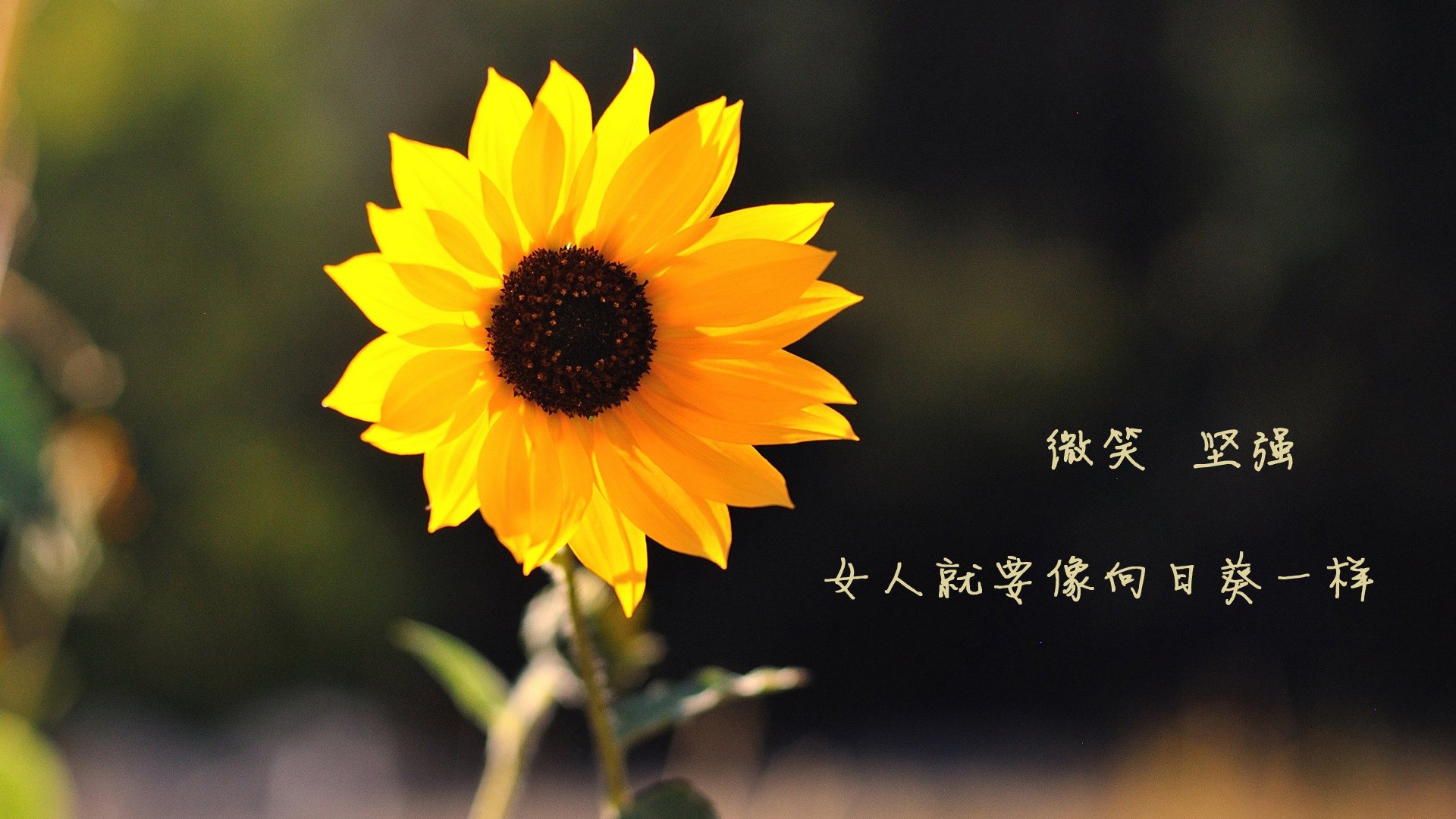 中国足球的青少年教练员培养机制，全国青少年校园足球教练员国家级专项培训课教案