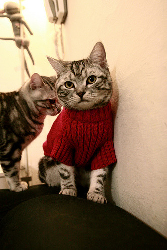 电竞选手社交媒体运营能力普遍提高，主流媒体 电竞