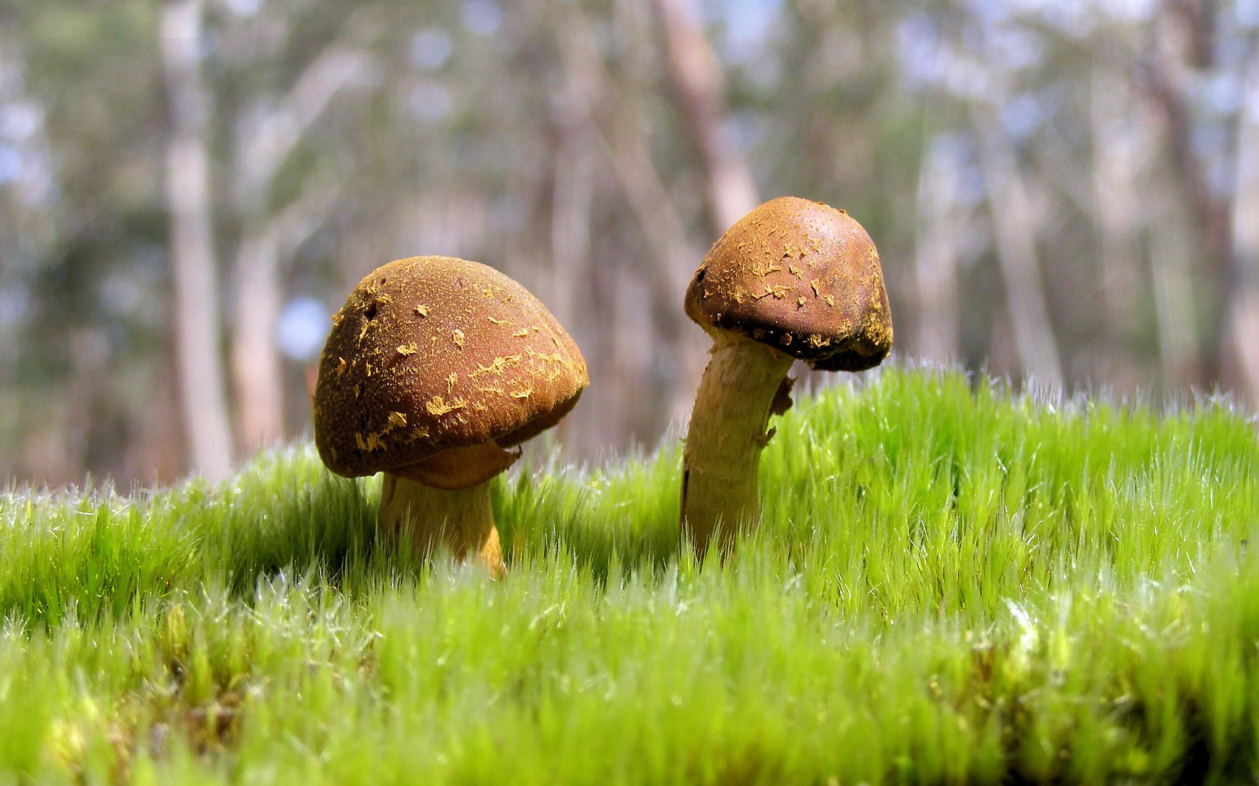 九游娱乐(jiuyou)官方网站-苏炳添受邀参与科学运动研究项目，苏炳添副教授